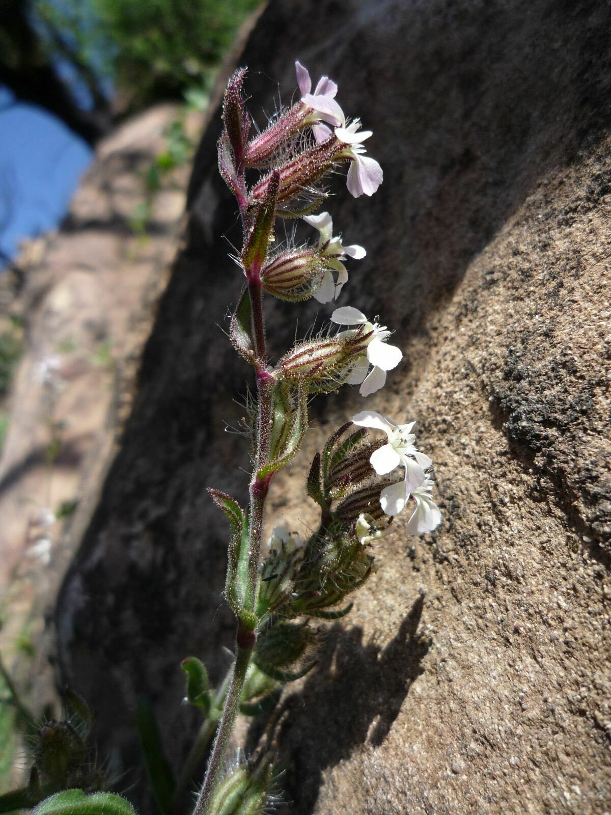 High Resolution Silene gallica Flower